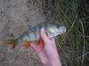 Yesterdays redfin